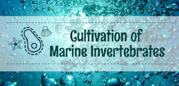cultivation of marine invertebrates