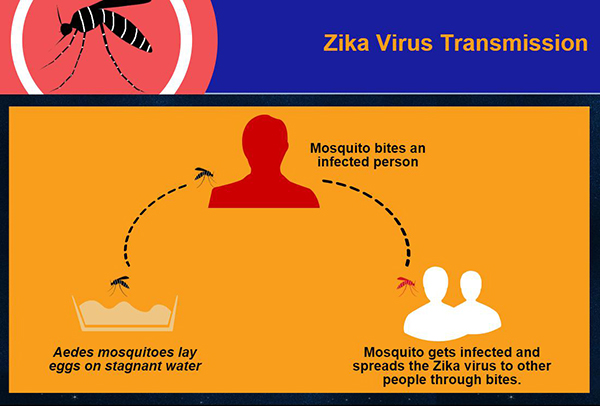 Zika Virus Transmission